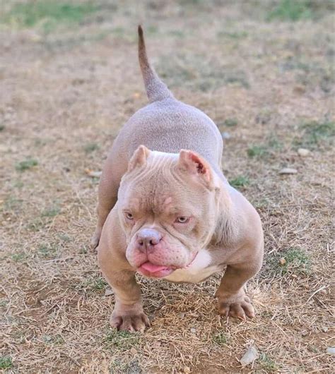 micro exotic bully price philippines|Uncovering the Truth: The Exotic American Bully Price in the .